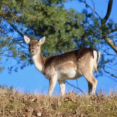 Casa Belle Dune Apartment Zandvoort