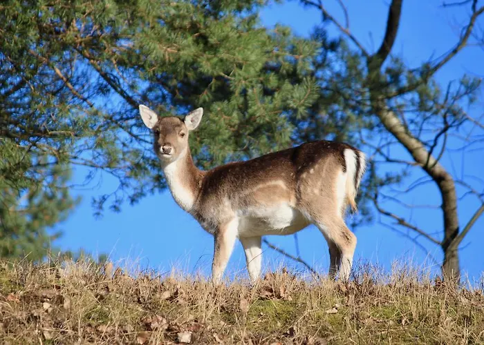 Casa Belle Dune Апартаменты Зандфорт